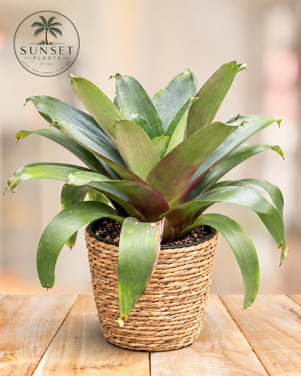 Tropical Plants – Sunset Plants